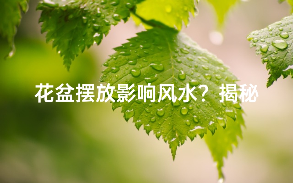 花盆摆放影响风水？揭秘家居风水禁忌